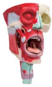 鼻、口、咽喉腔分解模型